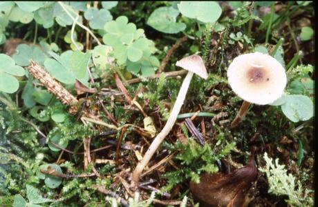 Borstiger Schirmling (Lepiota echinella) - © Helmut Pidlich-Aigner